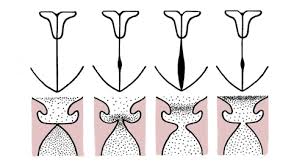 Wilcox on Heavy and Light Mechanisms of the Voice