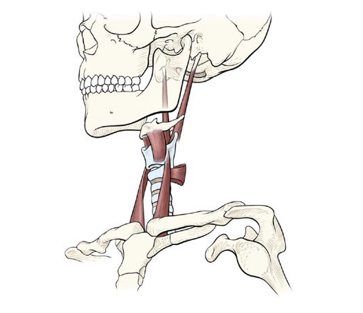 The Larynx and the Breath