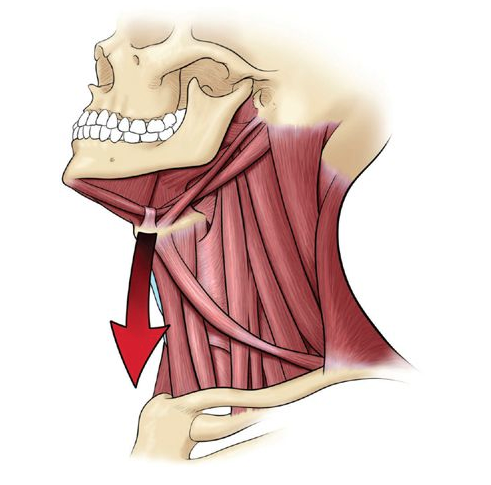 Dimon on the Suspensory Muscles of the Larynx
