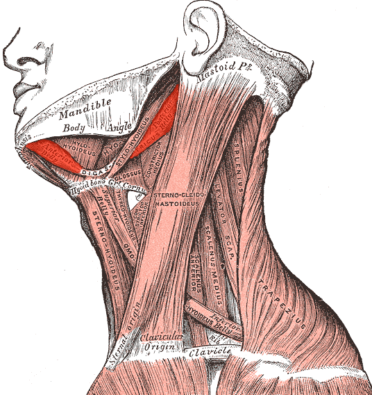 The Throaty Voice and Digastric Tensions